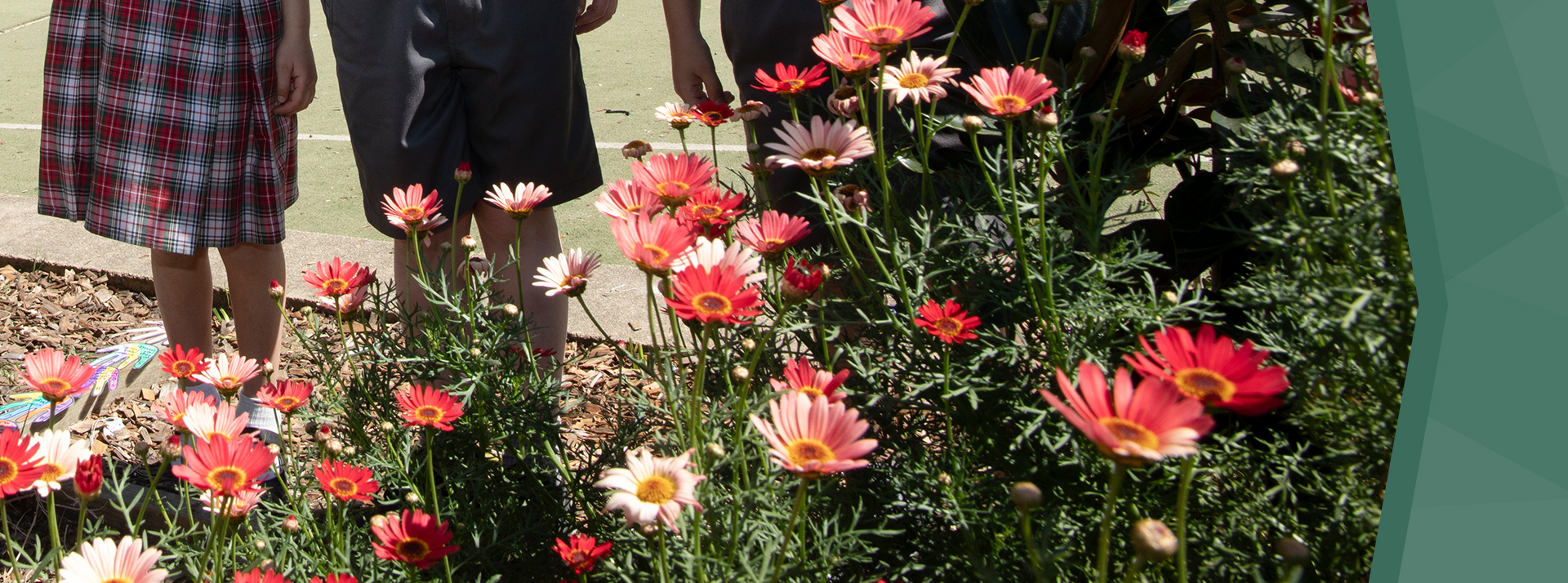 St Patrick's Catholic Primary School Parramatta flowering garden