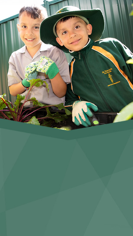 St Patrick's Catholic Primary Parramatta students working in vegetable garden