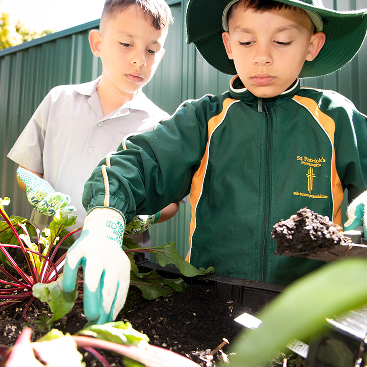 St Patrick's Catholic Primary School Parramatta students in the gardening club
